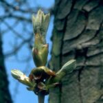 Chestnut Bud - Obrázek 2