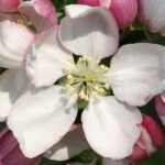 Crab Apple - Obrázek 2