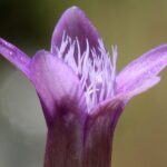 Gentian - Obrázek 2