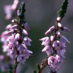 Heather - Obrázek 2