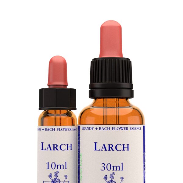 Larch - Obrázek 1