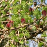 Larch - Obrázek 2