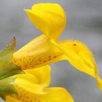 Mimulus - Obrázek 2