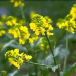 Mustard - Obrázek 2
