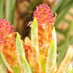 Pine - Obrázek 2