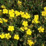 Rock Rose - Obrázek 2