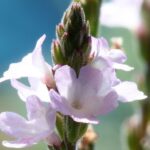 Vervain - Obrázek 2