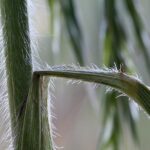 Wild Oat - Obrázek 2