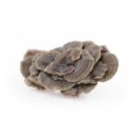 Coriolus MycoMedica - Obrázek 2