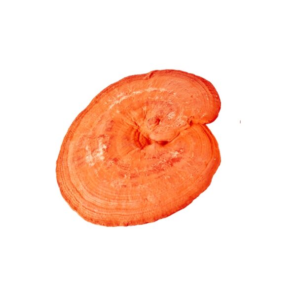 Reishi MycoMedica - Obrázek 2